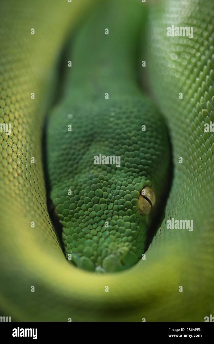 Eine Nahaufnahme des Kopfes eines australischen Grünbaumpythons (Morelia viridis), der in Spulen seines Körpers ruht Stockfoto