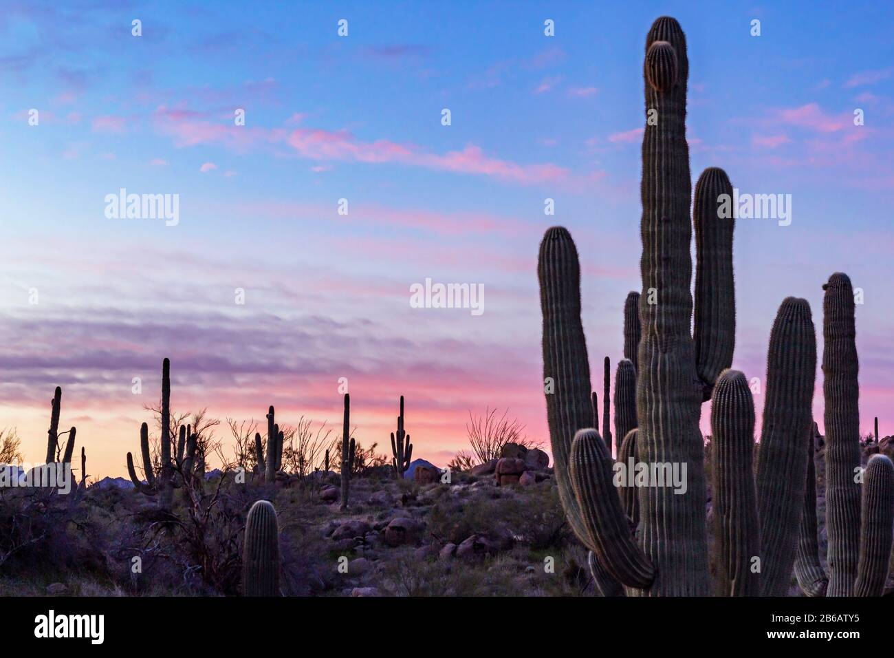 Nahaufnahme Von Saguaro Cactus Bei Sunrise in der Landschaft der Wüste von Arizona in der Nähe von Phoenix Stockfoto