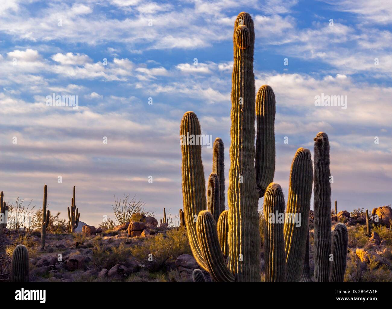 Sehr Nahe bei Saguaro Cactus am Morgen in der Landschaft der Wüste von Arizona in der Nähe von Phoenix Stockfoto