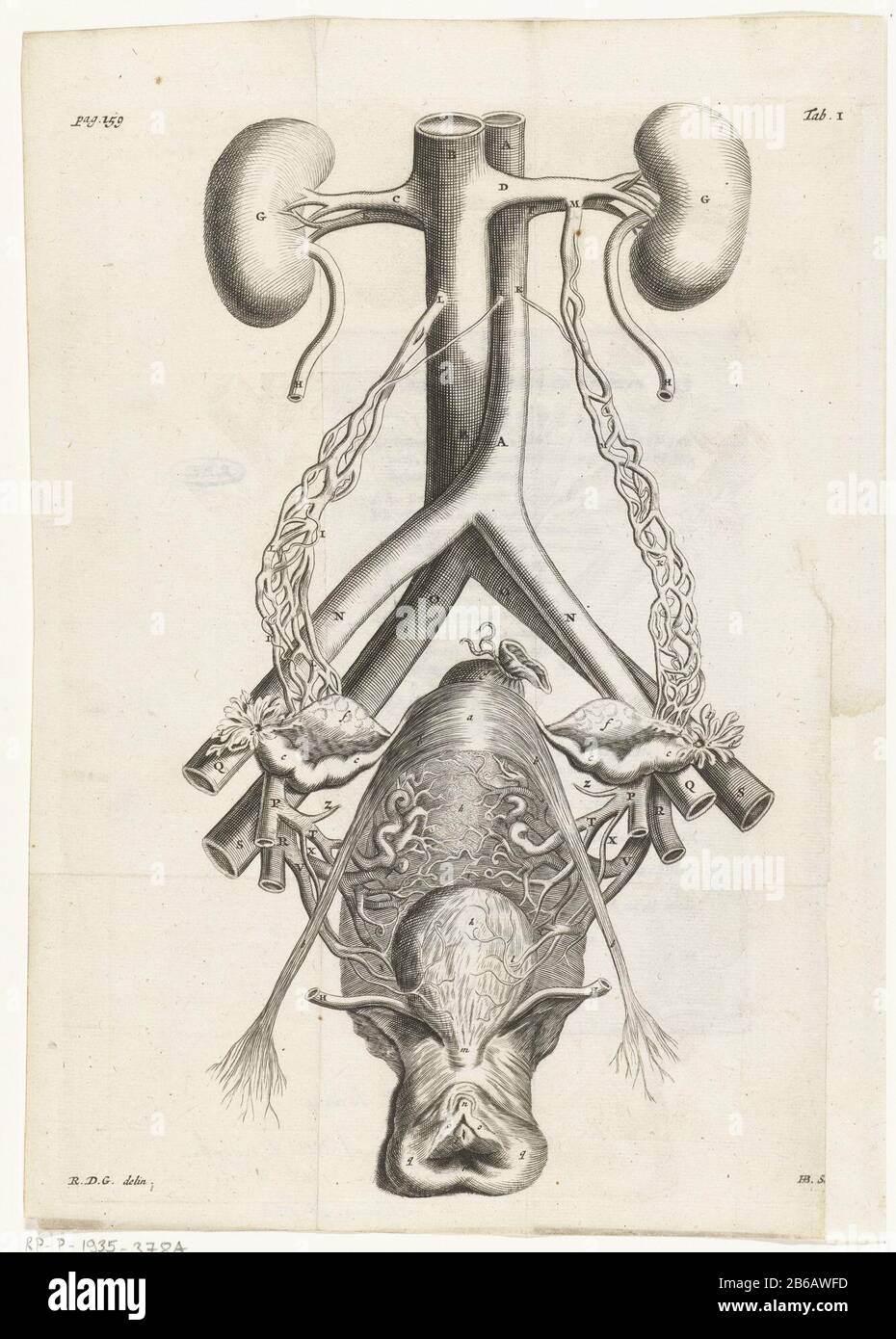 Anatomische Darstellung der weiblichen Genitalien und Nieren Buchillustration Reinier de Graaf, All the Wercken, Amsterdam, 1686 Journal of a book on the female genitalia. Tabula I. Hersteller: Druckmaschine: Hendrik Bary (auf dem Objekt angegeben) zum Zeichnen von: Reinier de Graaf (auf dem Objekt angegeben) Herausgeber: A. Abraham Herstellung: Druckmaschine: Der niederländische Verleger: Amsterdam Datum: 1686 Physische Eigenschaften: Engra-Material: Papiertechnik: Engraa (Druckverfahren) Messungen: Plattenkante: H 260 mm × W 200 mmToelichtingIllustratie für: Reinier de Graaf, all t Stockfoto