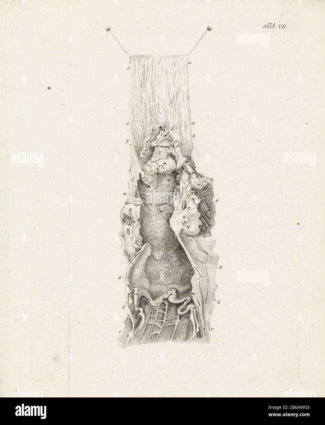 Anatomische Abbildung anatomische Abbildung. Rechts: Tab. VII Blatt eines Buches über die Anatomie des menschlichen Lakhaams. Hersteller : Druckhersteller: Robbert MuysPlaats Herstellung: Rotterdam Datum: 17810 Physikalische Eigenschaften: Ätzmaterial: Papiertechnik: Ätzmaße: Plattenkante: H 248 mm × b 78 mmToelichtingPrent von: Bleuland, Janus. Observationes anatomico-medicae the sana et morbosa ösophageal structura. Leyden: Abraham und Jan Honkoop, 17801. Betrifft: Physiologie und Anatomie (+ wissenschaftliche Forschung) Stockfoto