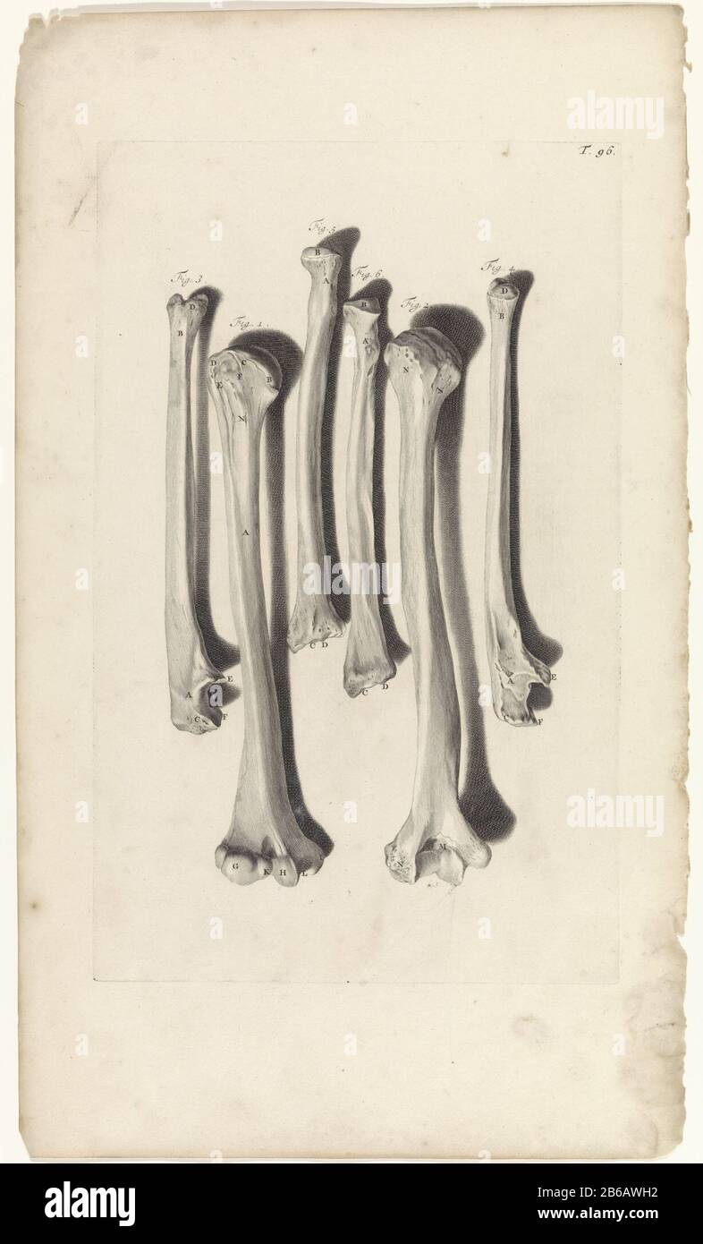 Anatomische Untersuchung der Knochen des Arms anatomische Untersuchung der Knochen des Arms :. Oben rechts mit der Nummer T. 96. Hersteller : Druckmaschine: Pieter of Grace In Zeichnung: Gerard de Lairesse Herausgeber: Witwe Joannes van Someren Verlag: Hendrick und Dirk Tree City Herstellung: Amsterdam Datum: 1685 Physikalische Eigenschaften: Engra und Punktgra-Material: Papiertechnik: Engraa (Druckverfahren) Messungen: Plattenkante b 275 mm x h 440 mmToelichtingBoekillustriatie für Bidloo, Godefridus. Anatomia humani corporis centum & Chinque tabulis per Art. G. de Lairesse ad vivum delineatis the monstr Stockfoto