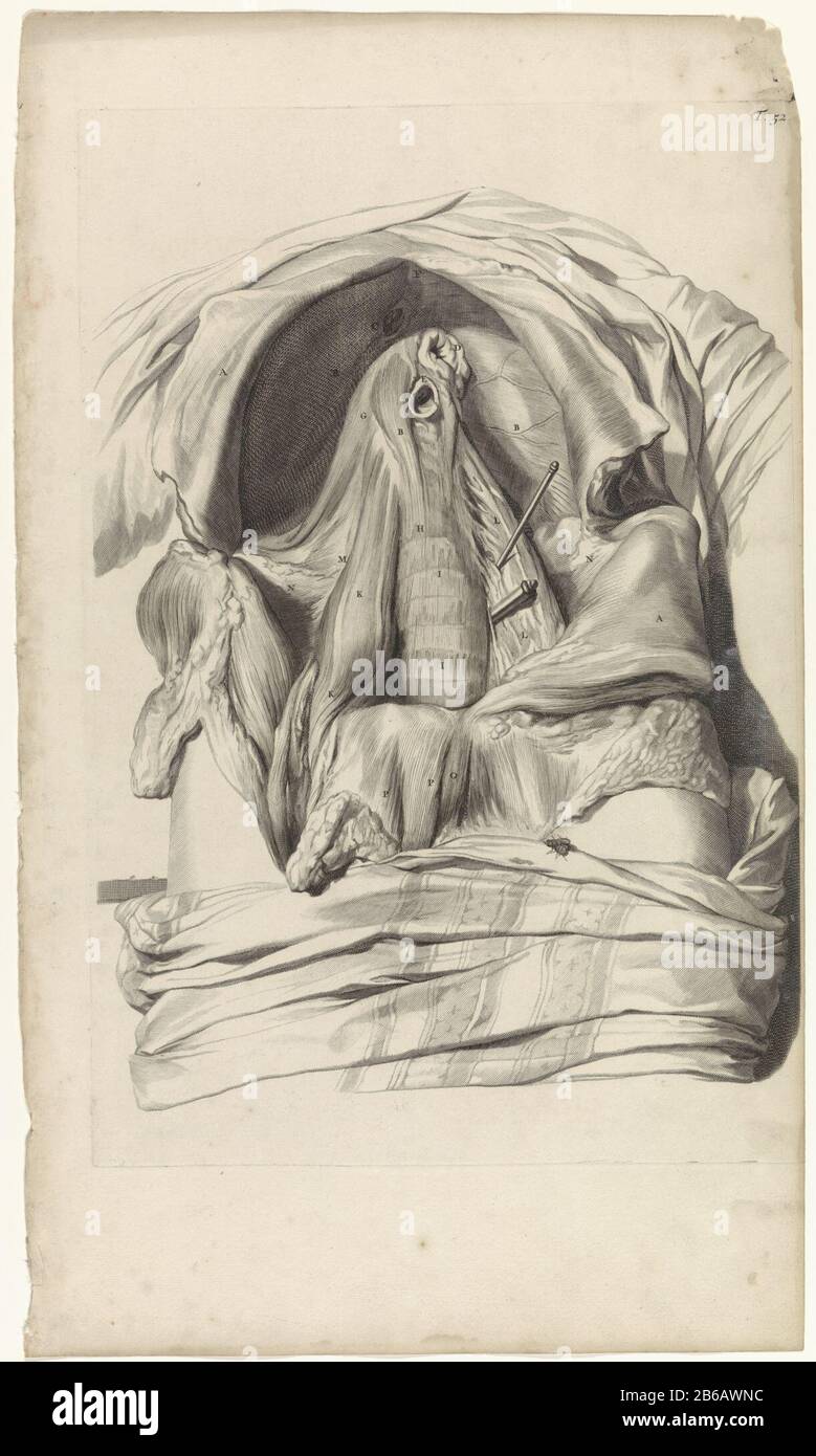 Anatomische Untersuchungen des Abdomens einer Frau anatomische Untersuchung des Abdomens einer Frau . Oben rechts mit der Nummer T. 52. Hersteller : Druckmaschine: Pieter of Grace In Zeichnung: Gerard de Lairesse Herausgeber: Witwe Joannes van Someren Verlag: Hendrick und Dirk Tree City Herstellung: Amsterdam Datum: 1685 Physikalische Eigenschaften: Engra und Punktgra-Material: Papiertechnik: Engraa (Druckverfahren) Messungen: Plattenkante b 320 mm × h 475 mmToelichtingBoekillustriatie für Bidloo, Godefridus. Anatomia humani corporis centum & Chinque tabulis per Art. G. de Lairesse ad vivum delineatis the m Stockfoto