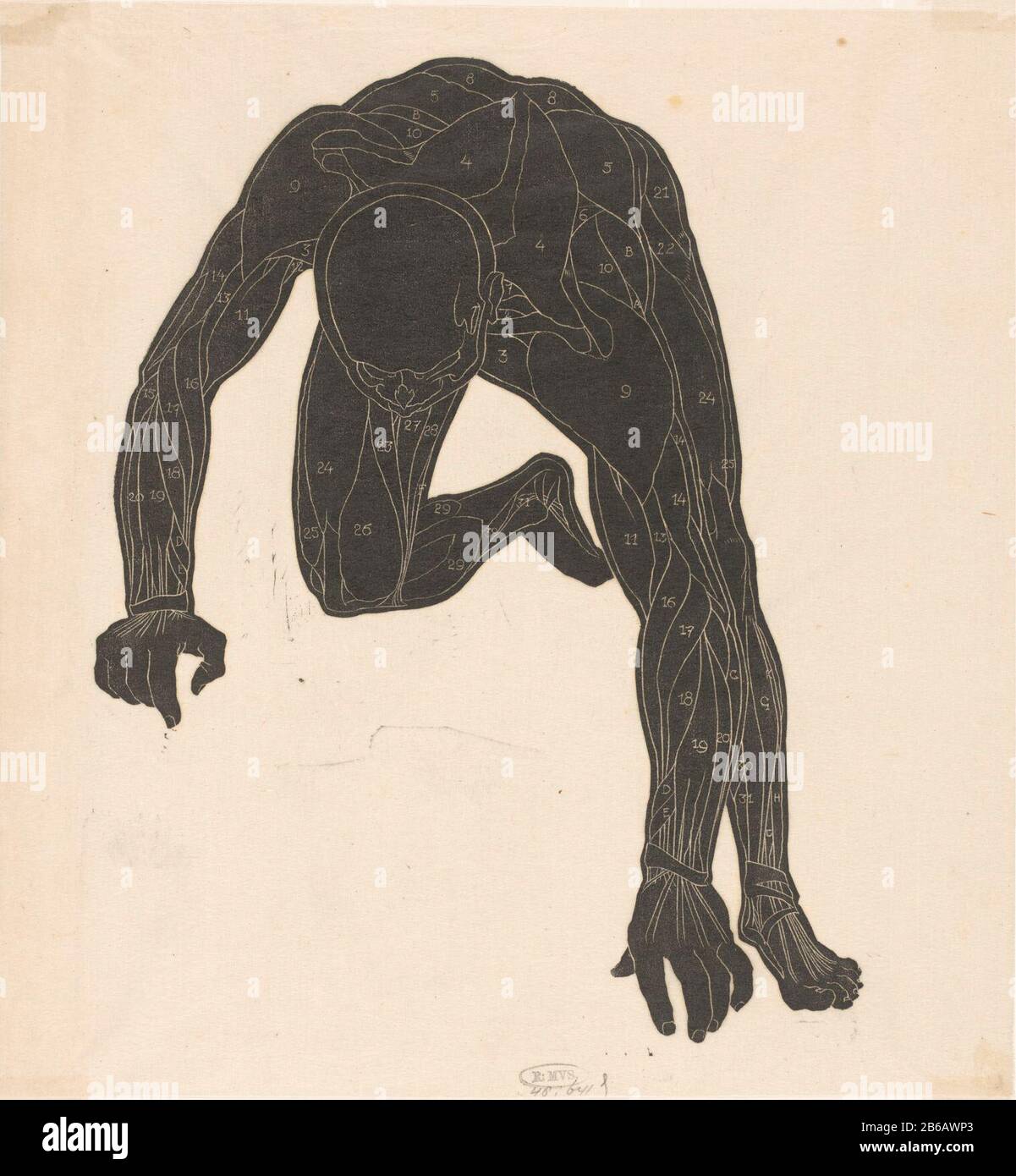 Anatomische Untersuchung der Nacken-, Arm- und Beinmuskeln eines Mannes in Silhouette Der Mann sitzt gebeugt an seiner rechten Hand und am rechten Knie. Die Muskeln sind von 1 bis einschließlich 31 durchnummeriert. Hersteller : Druckhersteller: Reijer Stolk Herstellung: Niederlande Datum: 1906 - 1945 Material: Japanische Papiertechnik: Holzblockabmessungen: Blatt: 288 mm × H 270 b mmToelichtingPrent verwendet für: Stolk, Reyer. Anatomische Untersuchungen in Holzschnitten. Amsterdam: G. W. Breughel, 1946, Platte 5. Betrifft: Anatomisches Modell der Muskeln, Muskel-man, "Ã © © Corcha" Stockfoto