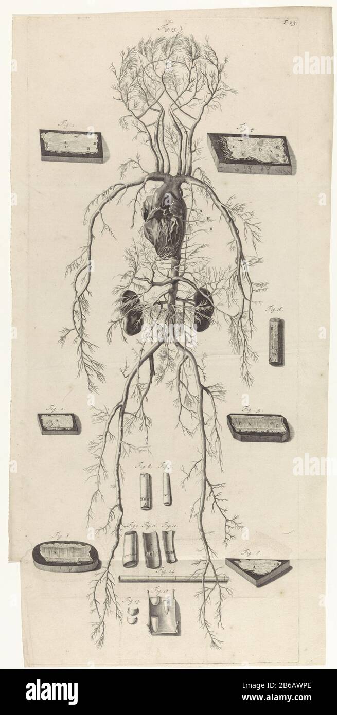 Anatomische Untersuchung der Blutgefäße und des Kreislaufsystems anatomische Untersuchung der Blutgefäße und des Blutkreislaufs . Oben rechts nummeriert T. 23. Hersteller : Druckmaschine: Pieter of Grace In Zeichnung: Gerard de Lairesse Verlag: Witwe Joannes van Someren Verlag: Hendrick and Boom, Dirk Place Herstellung: Amsterdam Datum: 1685 Physikalische Eigenschaften: Engra und Dot Engraa; drei aneinander geklebte Blattmaterialien: Papiertechnik: Engraa (Druckverfahren) Messungen: Plattenkante b 273 mm × H 653 mmToelichtingBoekilillucatie für Bidloo, Godefridus. Anatomia humani corporis centu Stockfoto