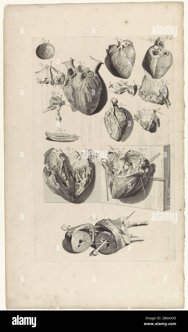 Anatomische Untersuchung der anatomischen Herzstudie mit Dissektion der Herzkammern. Oben rechts nummeriert T. 22. Hersteller : Druckmaschine: Pieter of Grace In Zeichnung: Gerard de Lairesse Herausgeber: Witwe Joannes van Someren Verlag: Hendrick und Dirk Tree City Herstellung: Amsterdam Datum: 1685 Physikalische Eigenschaften: Engra und Punktgra-Material: Papiertechnik: Engraa (Druckverfahren) Messungen: Plattenkante b 276 mm × h 441 mmToelichtingBoekillustriatie für Bidloo, Godefridus. Anatomia humani corporis centum & Chinque tabulis per Art. G. de Lairesse ad vivum delinea Stockfoto