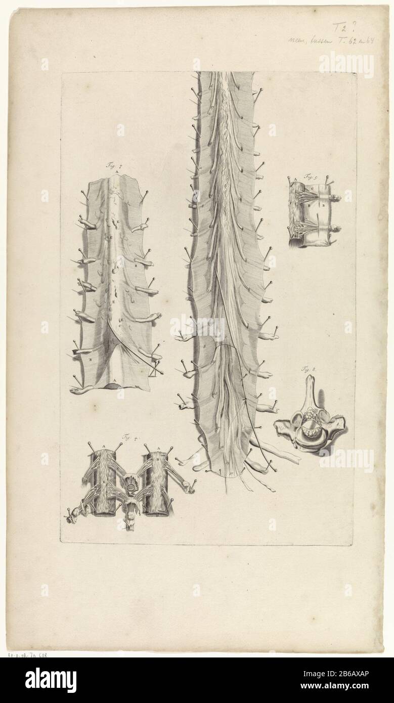 Anatomische Studie der Wirbelkanal anatomische Studie des Spinalkanals im wervelkolom. Hersteller : Druckmaschine: Pieter of Grace in Zeichnung: Gerard de Lairesse Verlag: Witwe Joannes van Someren Verlag: Hendrick und Dirk Tree City Herstellung: Amsterdam Datum: 1685 Physikalische Eigenschaften: Engra-Material: Papiertechnik: Engraa (Druckverfahren) Messungen: Plattenkante b 274 mm × h 440 mmToelichtBoekilillatie für Bidloo, Godefridus. Anatomia humani corporis centum & Chinque tabulis per Art. G. de Lairesse ad vivum delineatis the monstrata, veterum recentiorumque Invent Stockfoto