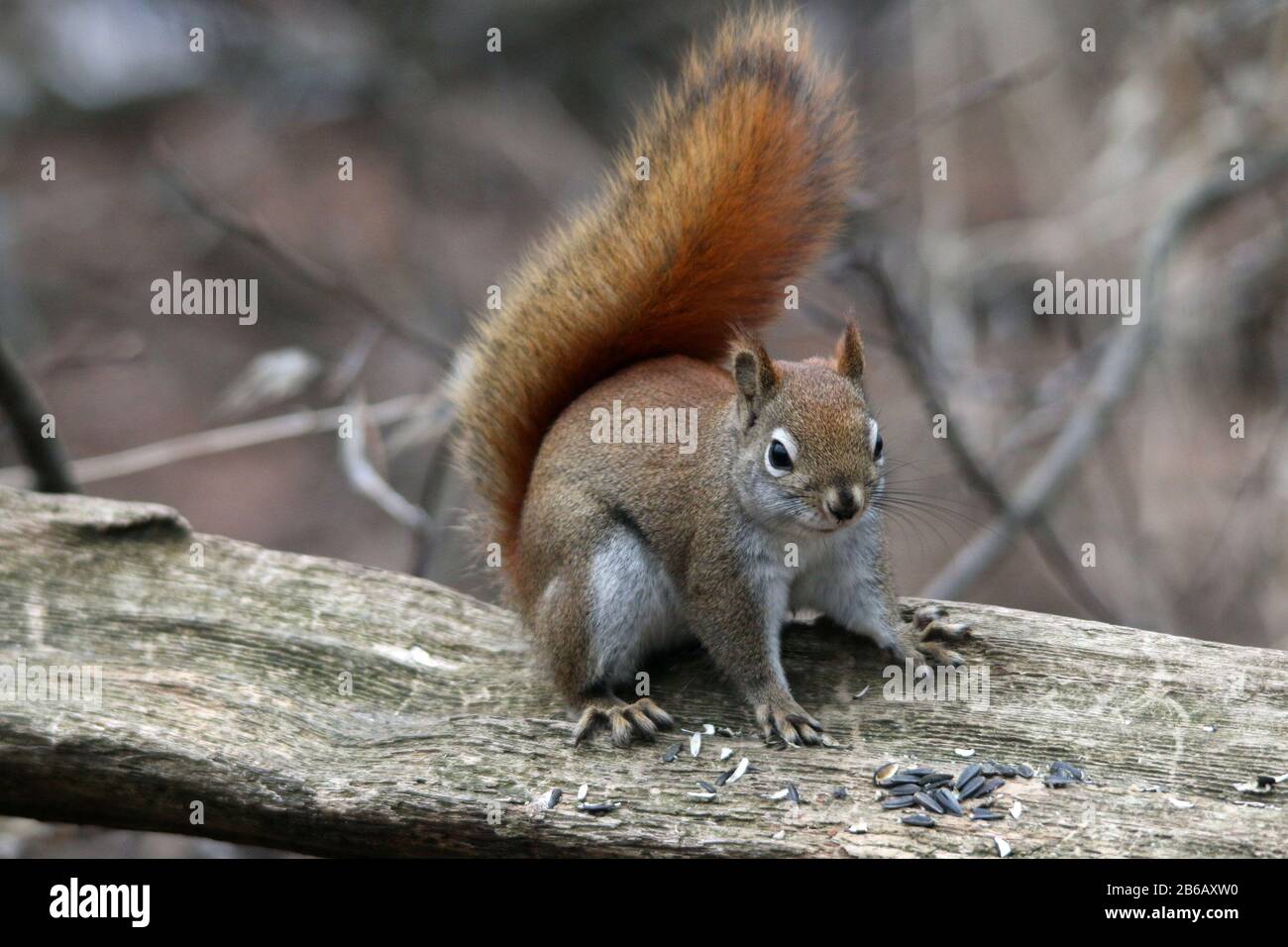 Eichhörnchen in einem Naturreservat Wald Stockfoto