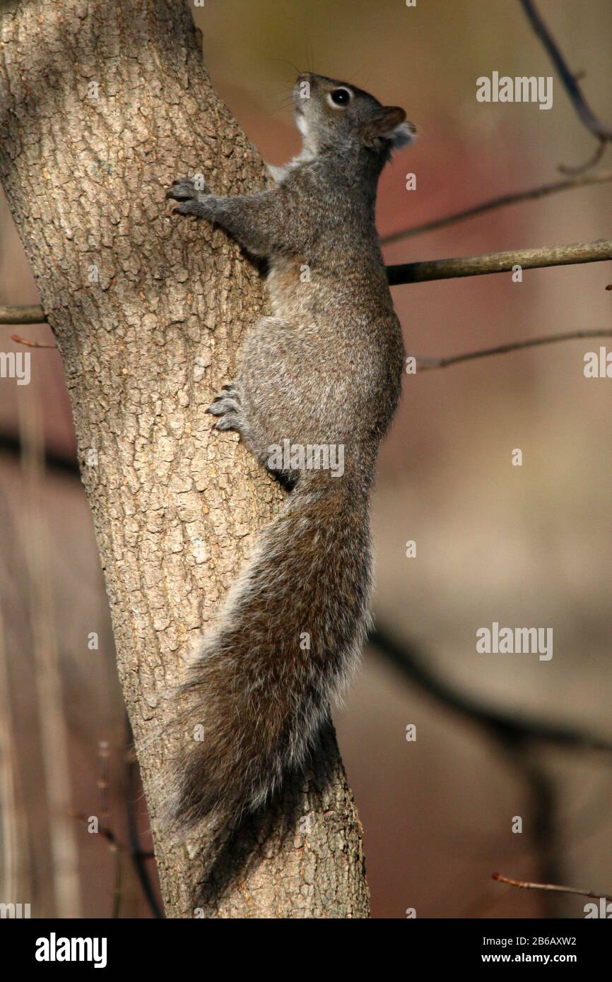 Eichhörnchen in einem Naturreservat Wald Stockfoto