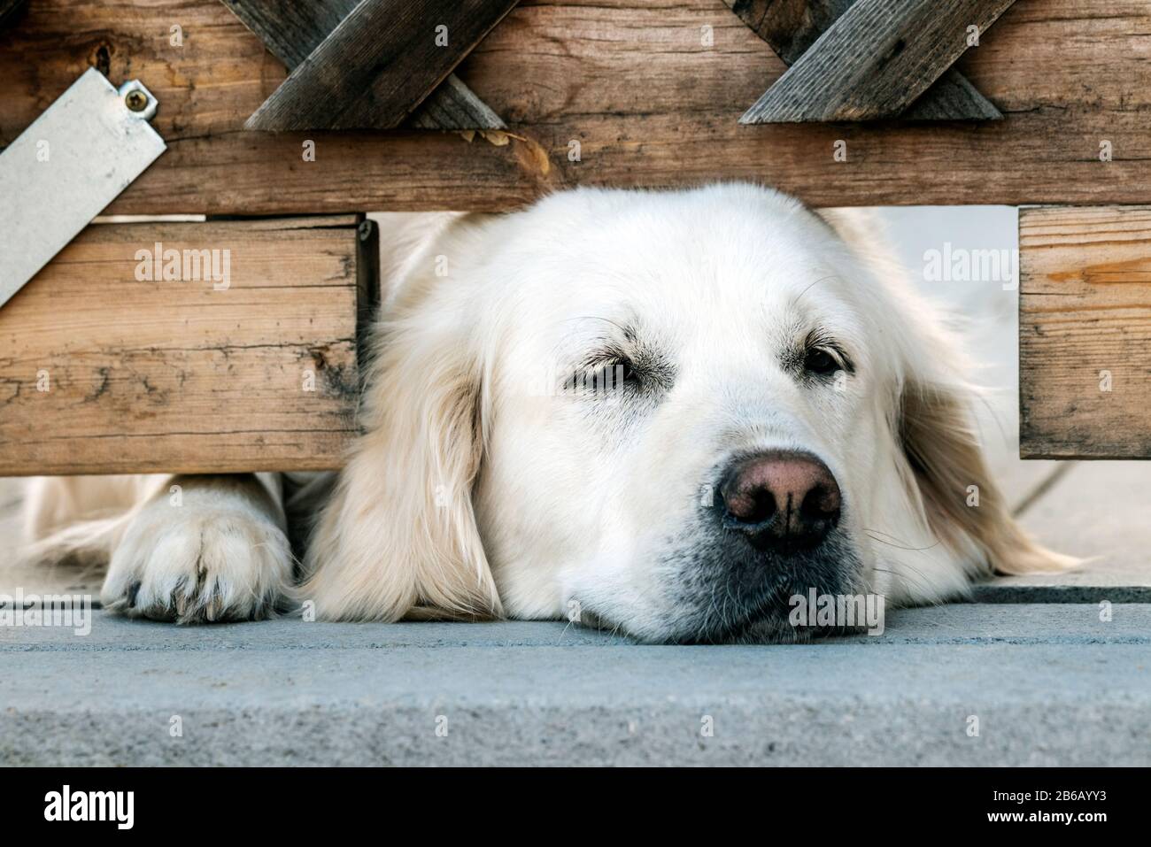 Cremefarbener Golden Retriever Hund Stockfotografie - Alamy