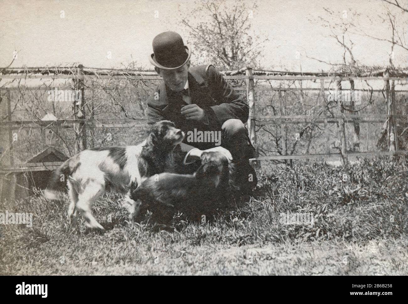 Antique Juli 1898 Foto, viktorianischer Mann mit Spaniel-Hunden im Hinterhof. Genaue Lage unbekannt, wahrscheinlich New York. QUELLE: ORIGINALFOTO Stockfoto