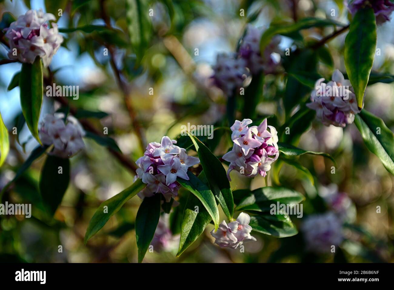 Daphne bholua jacqueline postill, weiße Blumen, winterblühender Strauch, Duft, Duft, Duft, Parfüm, parfümiert, Geruch, Blüte, Sträucher, Winter, RM Floral Stockfoto