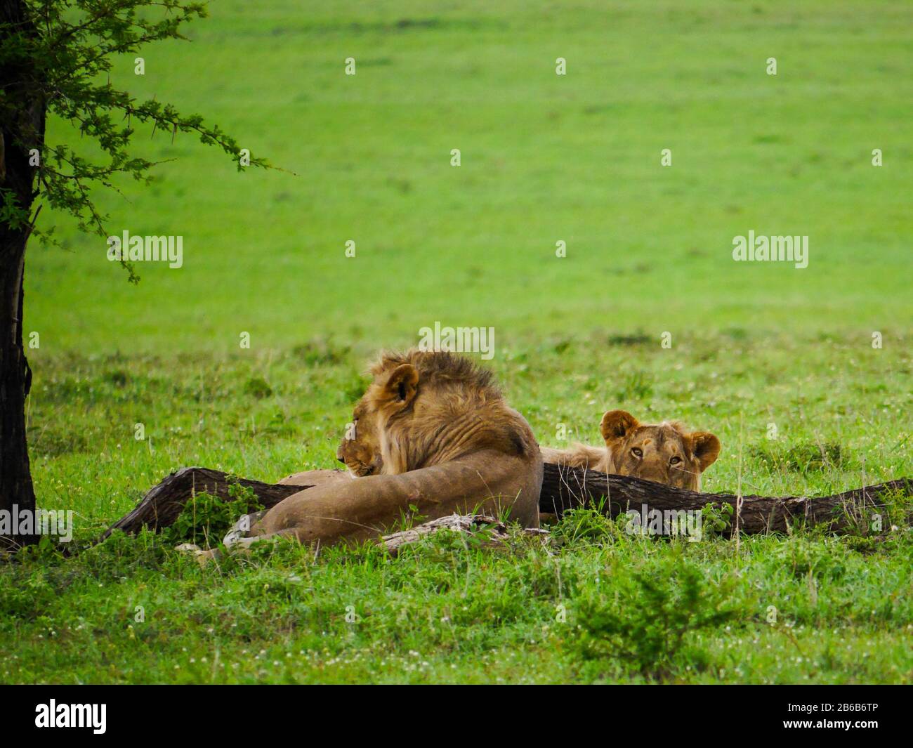 Ein paar Löwen (panthera leo), die sich in der riesigen Savanne der Serengeti entspannen und den Kopf auf einem Ast ruhen Stockfoto