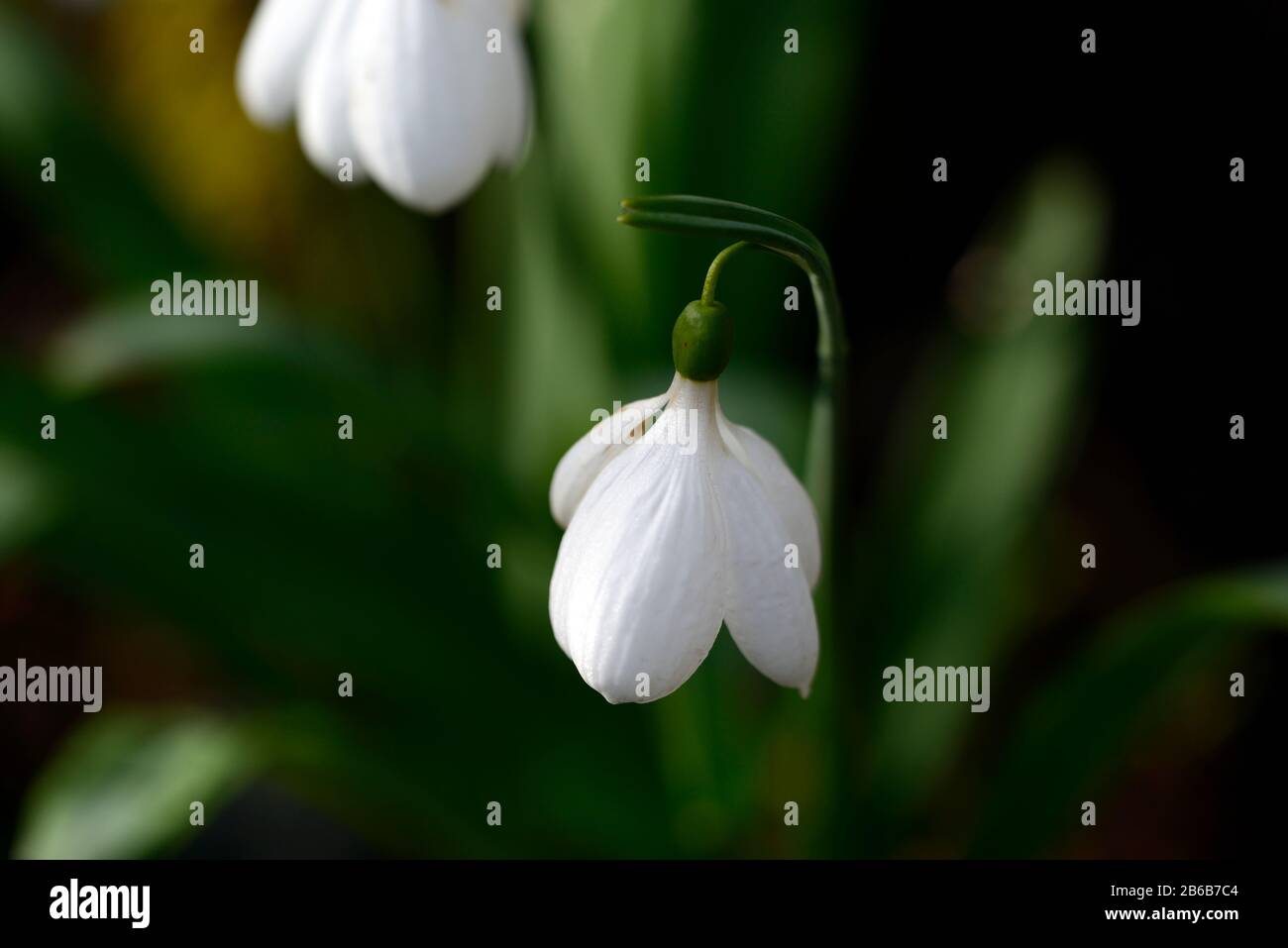 Galanthus plicatus E ein Bowles, weiß, poculiform, Schneeglöckchen, Schneeglöckchen, Frühling, Blume, Blumen, RM Floral Stockfoto