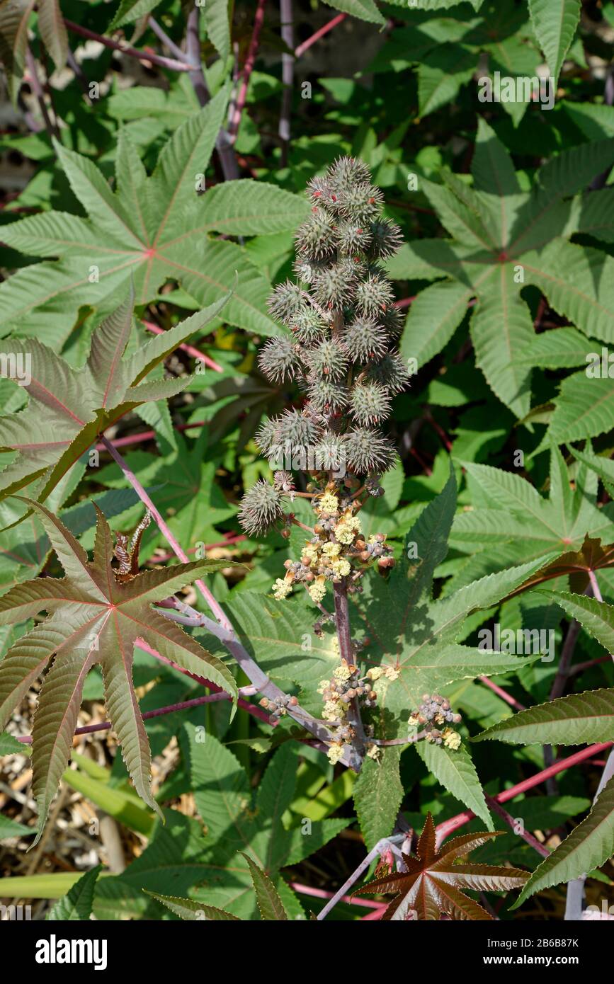 Eine Rizinusbohnenpflanze. Ricinus communis. Die Bohnen, aus denen das Gift Ricin gewonnen wird. Stockfoto