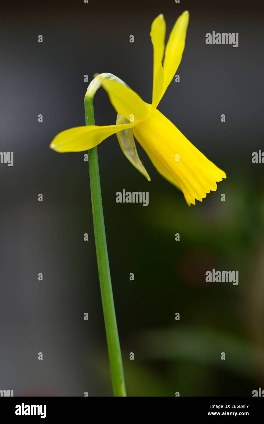 Narzissus Mite, Cyclamineus, Cyclamen-flowered daffodil, Species daffodil, gelbe Blumen, Blüte, Frühling, reflexierte Petalen, Reflex, Petals, RM Floral Stockfoto