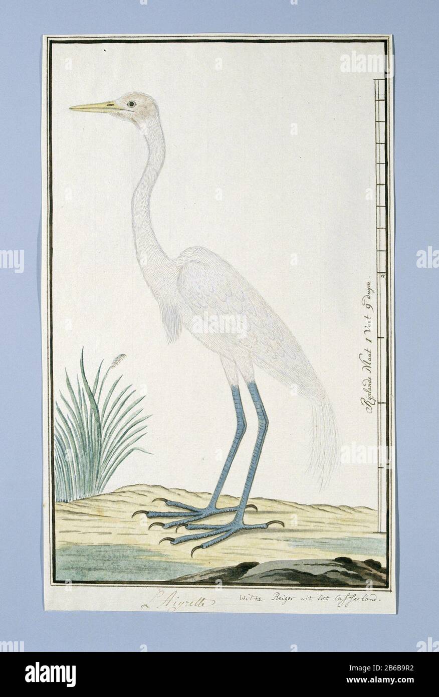 Ardea alba (Great Egret) L Egret White Heron aus dem Cafferland (Titelobjekt) Ardea alba (Great Egret) L Egret / White Heron aus Cafferland (Titelobjekt) Objektart: Zeichnungsalbum Artikelnummer: RP-T-1914-17-323 Aufschriften / Marken: Beschriftung, unter dem Rand; Maßstabsrecht, Stift in Braun: "Weißer Heron aus dem Cafferland; L Egret (Gordon's Handschrift, französische Bezeichnung Handschrift Levaillant, Skala Kalligraphie, Text: L. C. Rookmaker, Anhang I seines Aufsatzes, S. 239) Beschreibung: Vogelstudie: Gelb-Billed Heron (Egretta alba); Abschluss in Rheinland maat. Hersteller: Künstler: R Stockfoto Ardea alba (Great Egret) L Egret White Heron aus dem Cafferland (Titelobjekt) Ardea alba (Great Egret) L Egret / White Heron aus Cafferland (Titelobjekt) Objektart: Zeichnungsalbum Artikelnummer: RP-T-1914-17-323 Aufschriften / Marken: Beschriftung, unter dem Rand; Maßstabsrecht, Stift in Braun: "Weißer Heron aus dem Cafferland; L Egret (Gordon's Handschrift, französische Bezeichnung Handschrift Levaillant, Skala Kalligraphie, Text: L. C. Rookmaker, Anhang I seines Aufsatzes, S. 239) Beschreibung: Vogelstudie: Gelb-Billed Heron (Egretta alba); Abschluss in Rheinland maat. Hersteller: Künstler: R Stockfoto