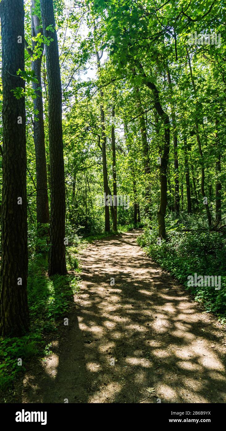 Lichtdurchfluteter Weg im Wald Stockfoto