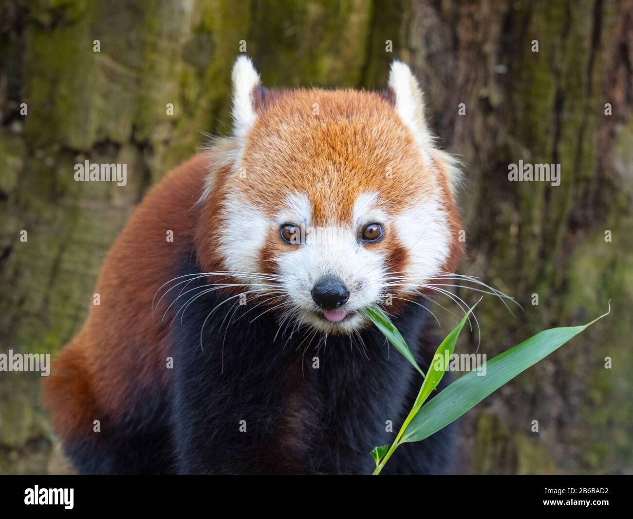 Zottiger schwanz -Fotos und -Bildmaterial in hoher Auflösung – Alamy