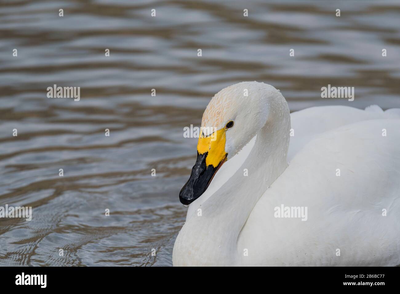 Schwimmschwan (Cygnus cygnus) Stockfoto