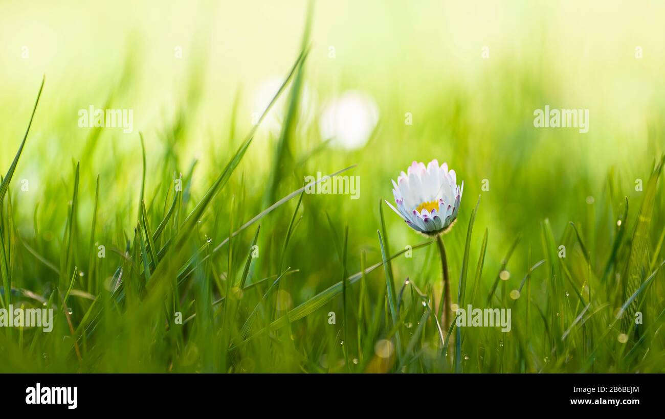 Geblüschte weiße Blume gelber Pollen im Klumpengarten Stockfoto