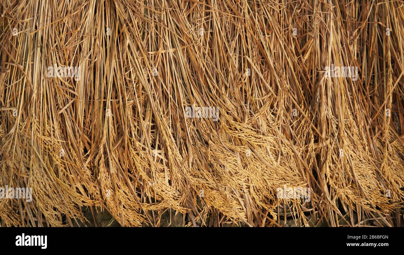 Paddy, auch Reispfaddy genannt, kleines, ebenes, überflutetes Feld, das früher für den Anbau von Reis im südlichen und östlichen Asien verwendet wurde. Stockfoto