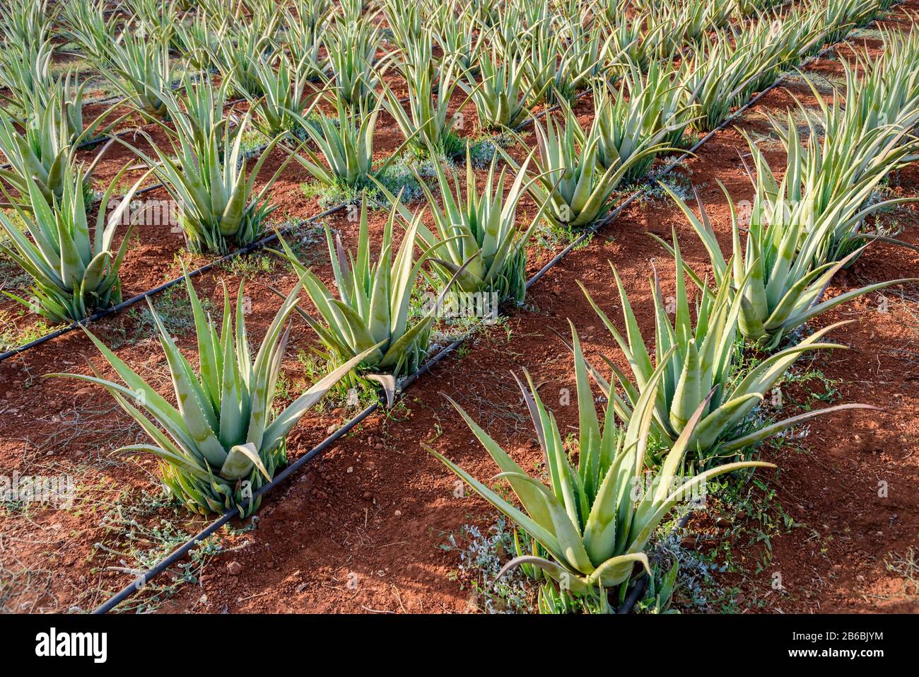 Plantage von Aloe vera auf der Insel Crete, Griechenland. Stockfoto