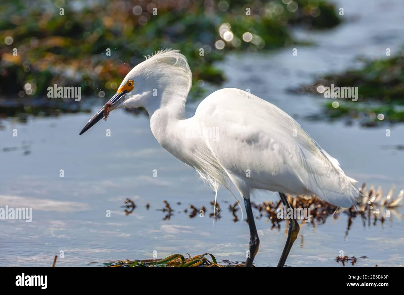 Snowy Erets (Egretta thula), Point Lobos State Natural Reserve, Carmel, Kalifornien, USA. Stockfoto