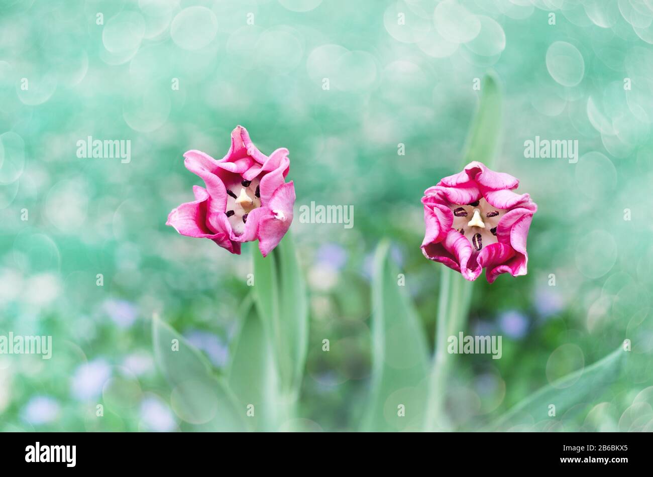 Im Garten blühen zwei rosafarbene Tulpen Stockfoto