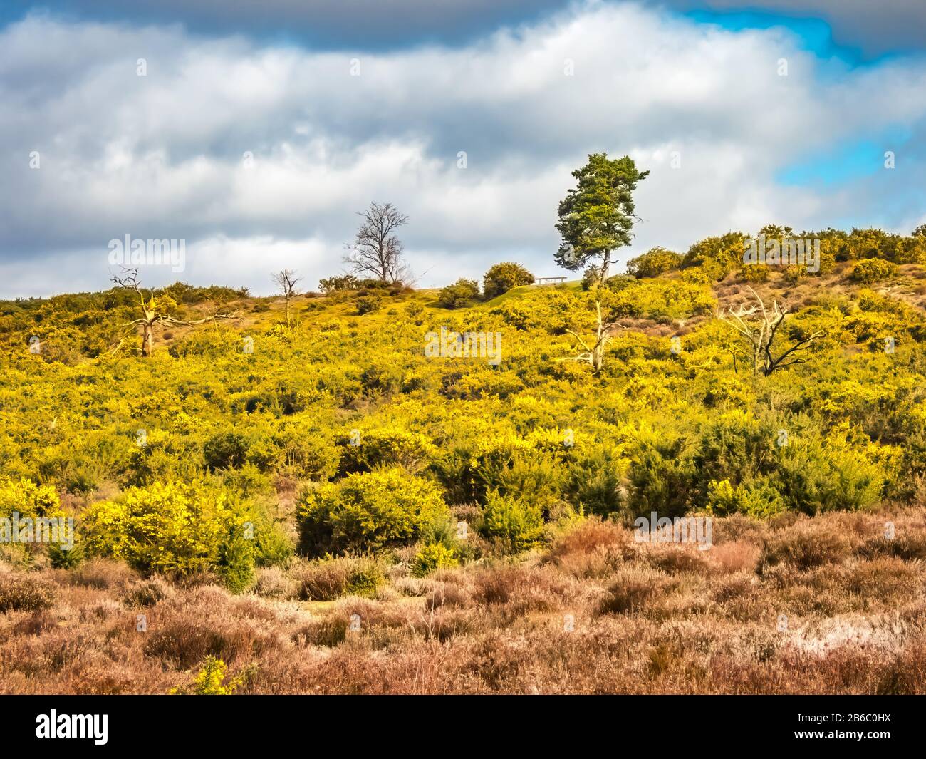 Frensham Heath in Surrey, Großbritannien Stockfoto