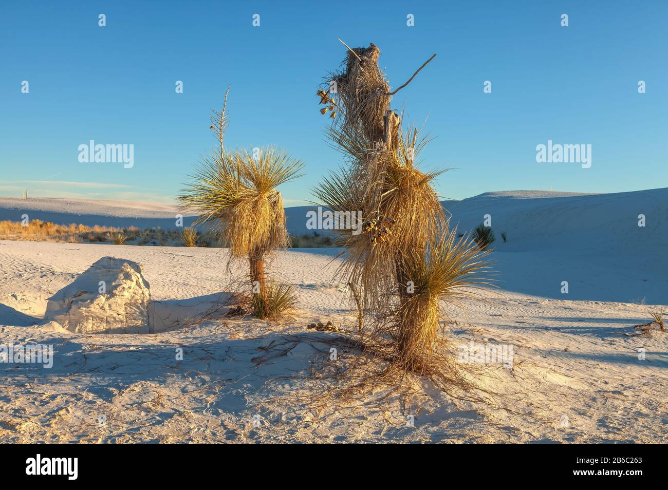 Soaptree Yucca, Yucca elata, wachsen im White Sand National Park, New Mexico, Vereinigte Staaten. Stockfoto