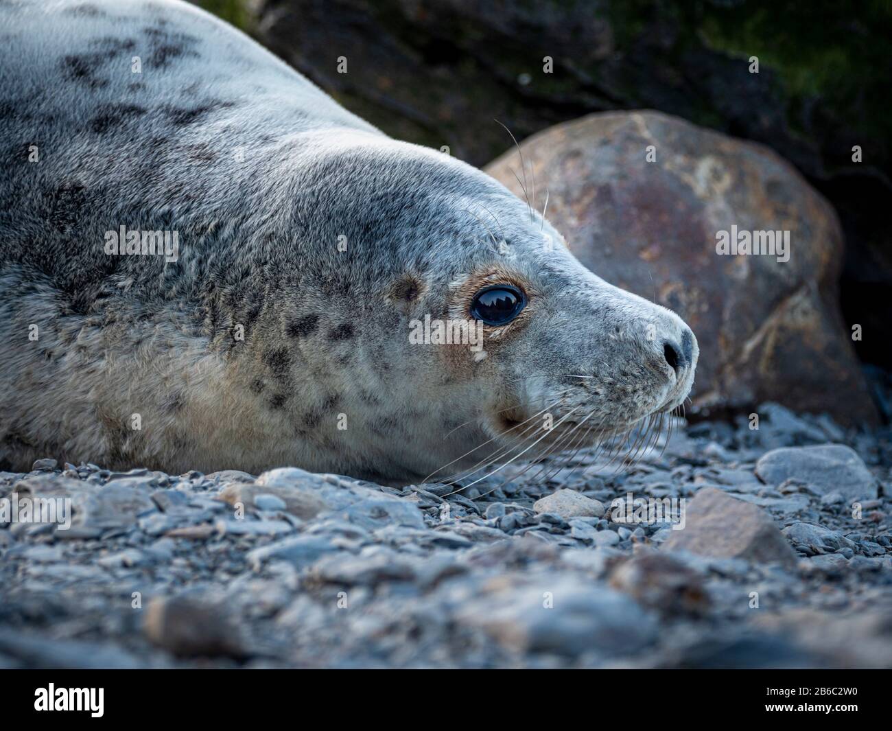 Robben bei Ravenscar, North Yorkshire, Großbritannien. Stockfoto