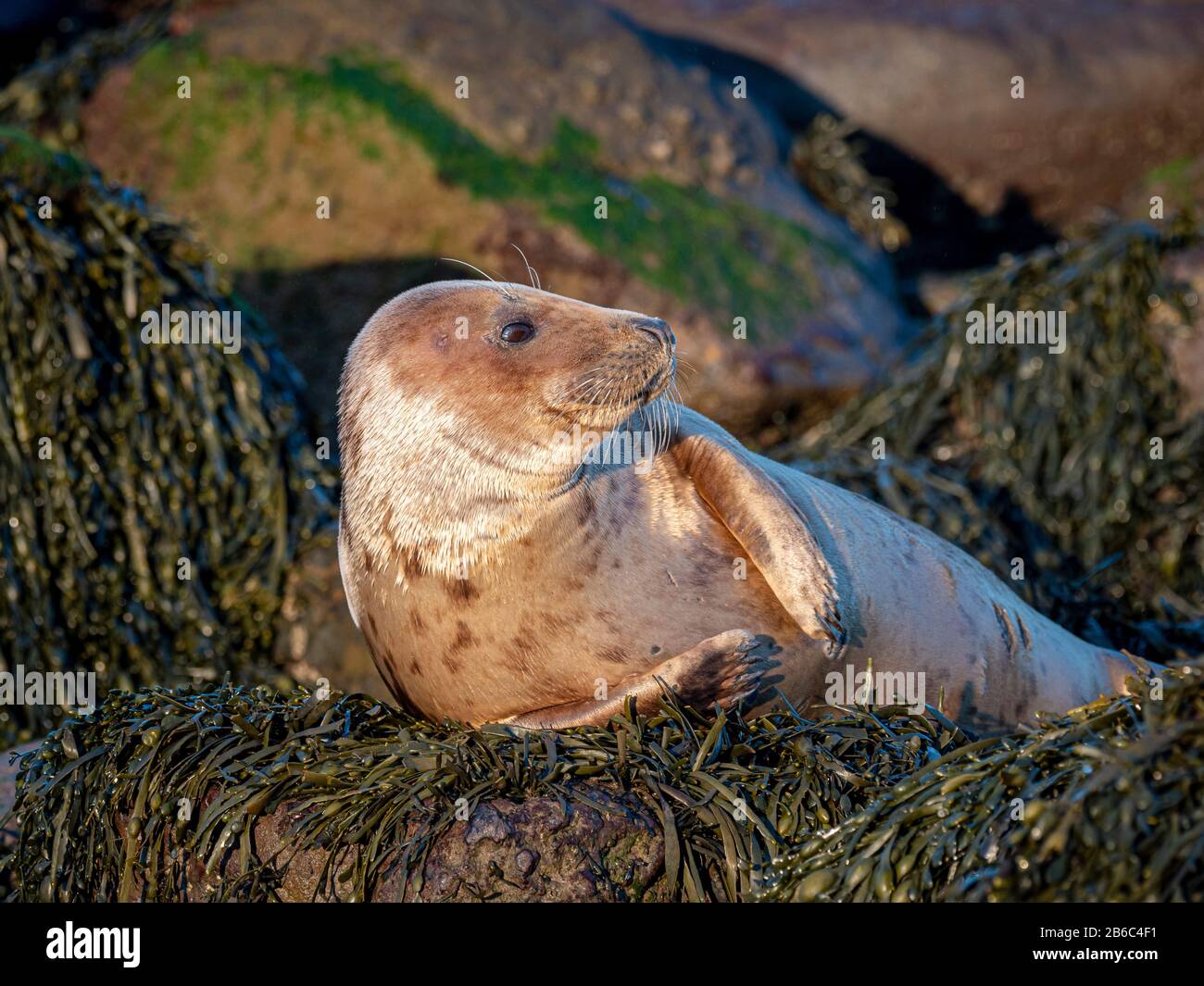 Robben bei Ravenscar, North Yorkshire, Großbritannien. Stockfoto