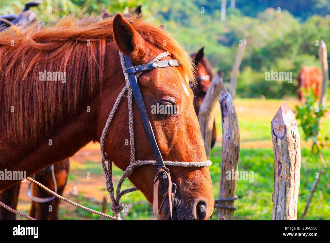 Die Nähe eines Pferdekopfes Stockfoto