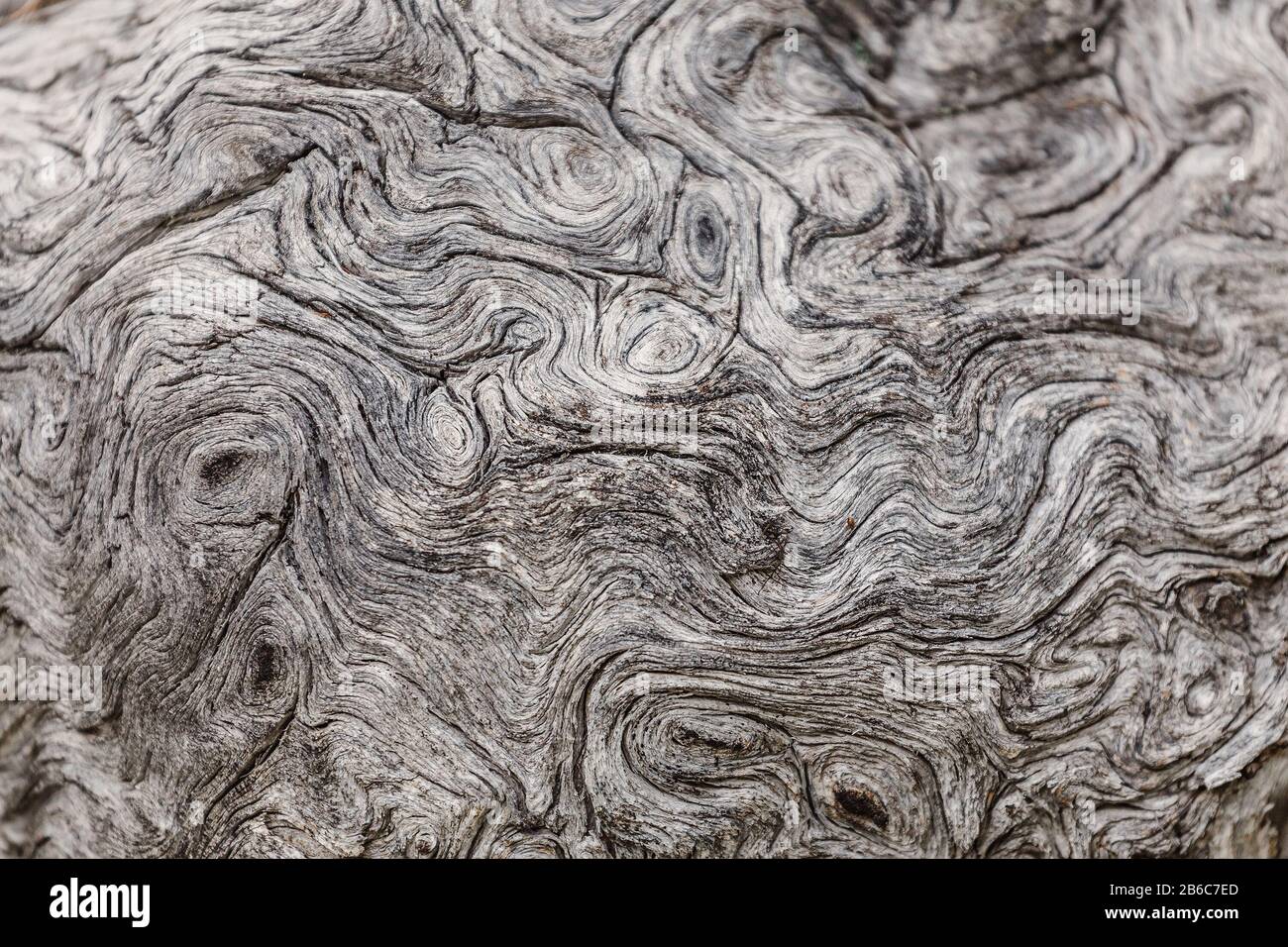 Die Struktur eines alten Verwitterten Holzes sieht aus wie ein Gehirn Stockfoto
