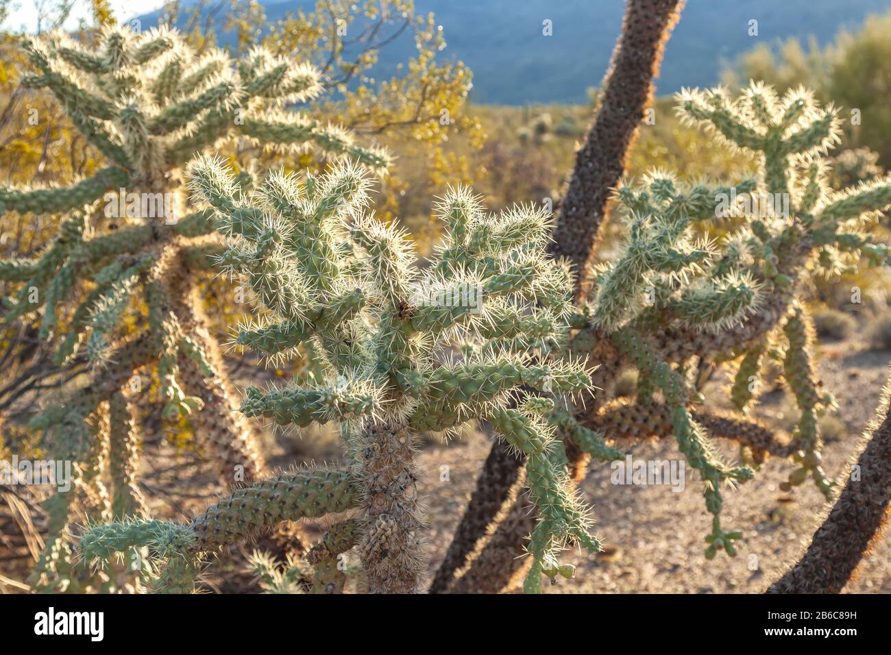 Kettenobst Cholla, Cylindropuntia fulgida, Saguaro-Nationalpark, Tucson, Arizona, Vereinigte Staaten. Stockfoto
