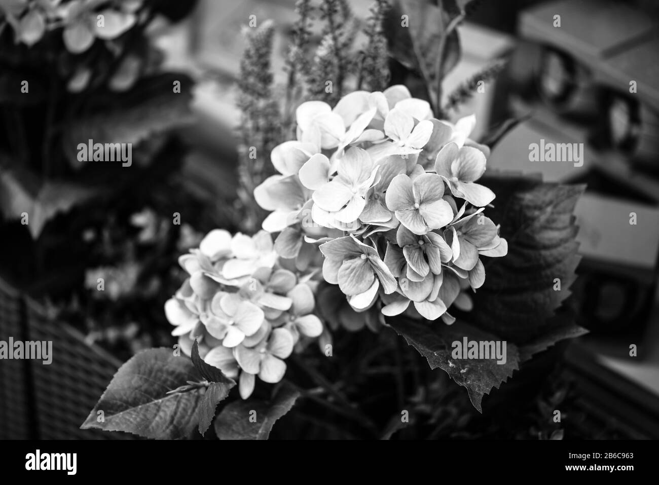 Hortensia Blume aus der Nähe Stockfoto