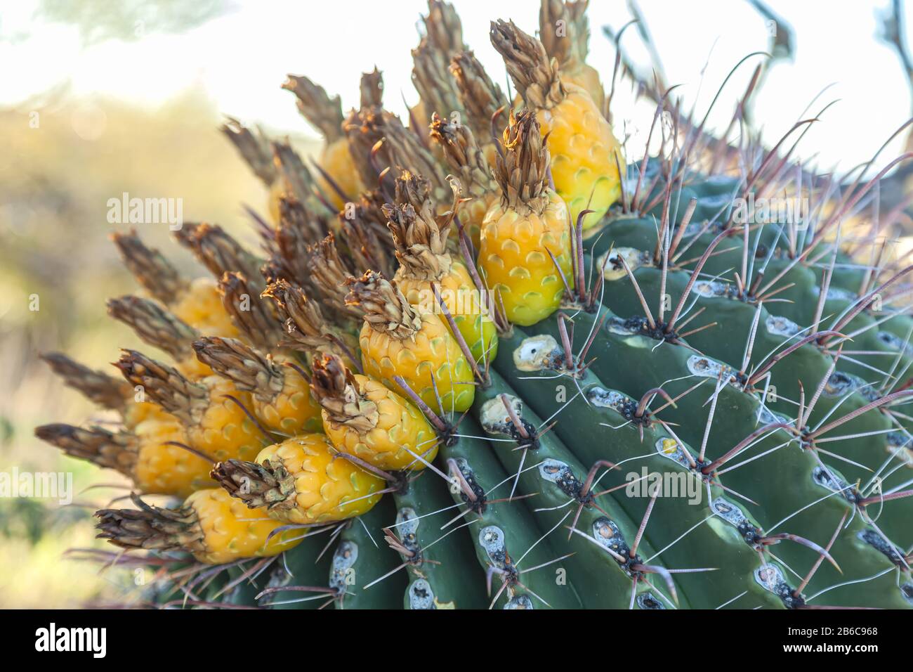 Gefährdete Pflanzenarten Fischhook Barrel Cactus Ferocactus wislizeni, mit Obst, im Winter Saguaro National Park, Arizona, Vereinigte Staaten. Stockfoto