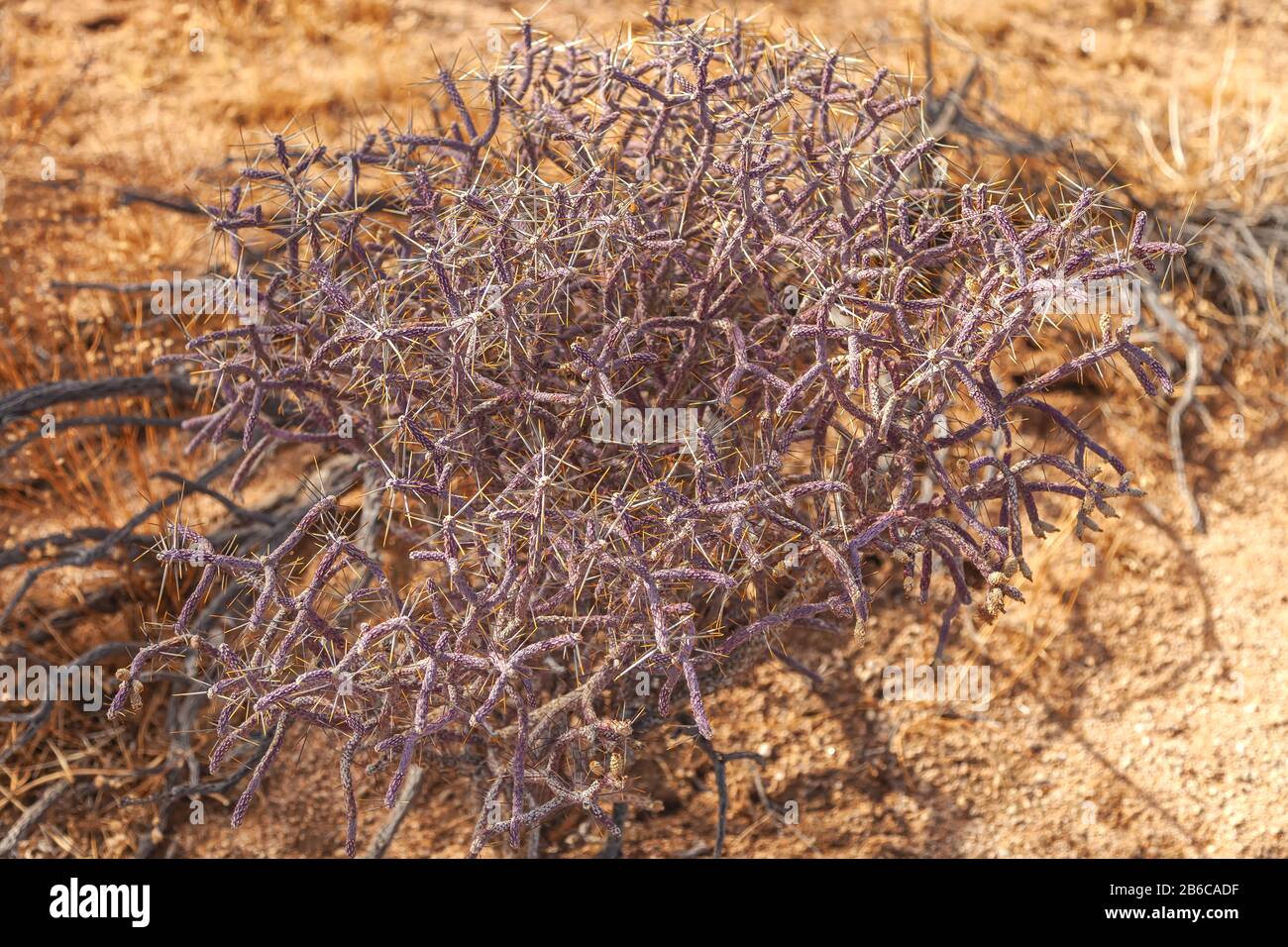 Verzweigte Pencil Cholla, Cylindropuntia ramosissima, Joshua Tree National Park, Kalifornien, Vereinigte Staaten. Stockfoto
