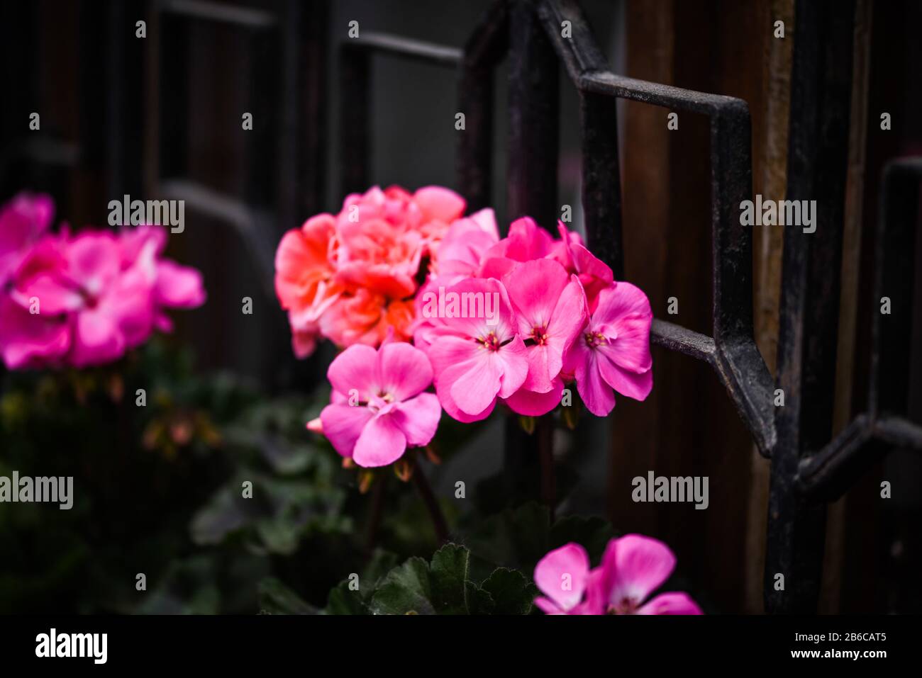 Hortensia Blume aus der Nähe Stockfoto