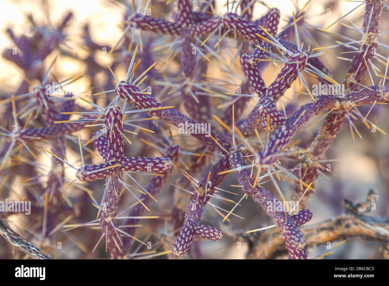 Verzweigte Pencil Cholla, Cylindropuntia ramosissima, Joshua Tree National Park, Kalifornien, Vereinigte Staaten. Stockfoto