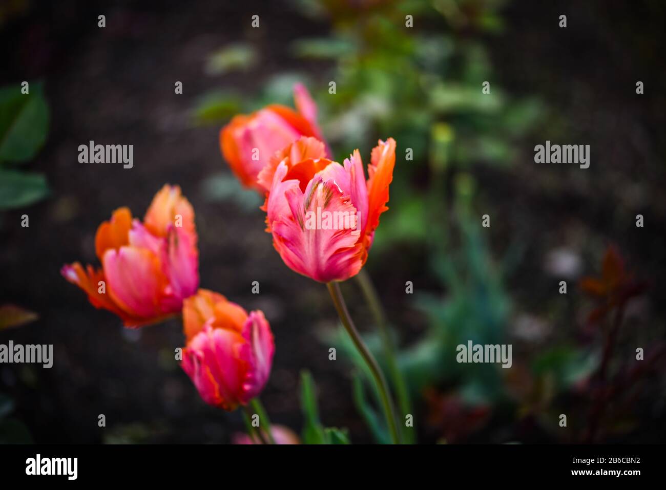 Schöne natürliche Tulpen aus nächster Nähe Stockfoto