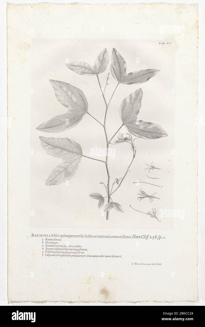 Kolumbien divarieata Kolumbien verlässt quinquenerviis Spitze Lappen entfernt Hurt Klippe 156 sp 2 (titel op object) oben rechts bemerkt: Tab: XV Hersteller: Druckmaschine: Jan Walker (auf dem Objekt angegeben) zum Zeichnen von: Jan Stroller (Erwähnung auf dem Objekt) Ort Herstellung: Warmond Datum: 1738 Physikalische Eigenschaften: Ätzung und Briefpressdruck Druckmaterial: Papiertechnik: Ätzung / Briefpressdruck Druckgröße: Plattenkante: H 292 mm × W 222 mmToelichtPrent verwendet als Illustration in: Linnaeus, Carolus. Hortus Cliffortianus zeigt Plantas quas in Hortis Tame Vivis quam siccis, Hartecampi in Holle Stockfoto