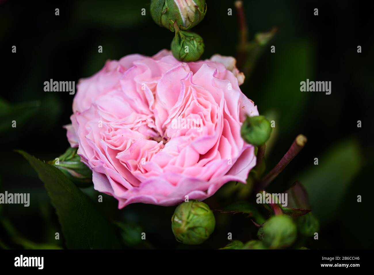 Natürliche Rosen aus nächster Nähe Stockfoto