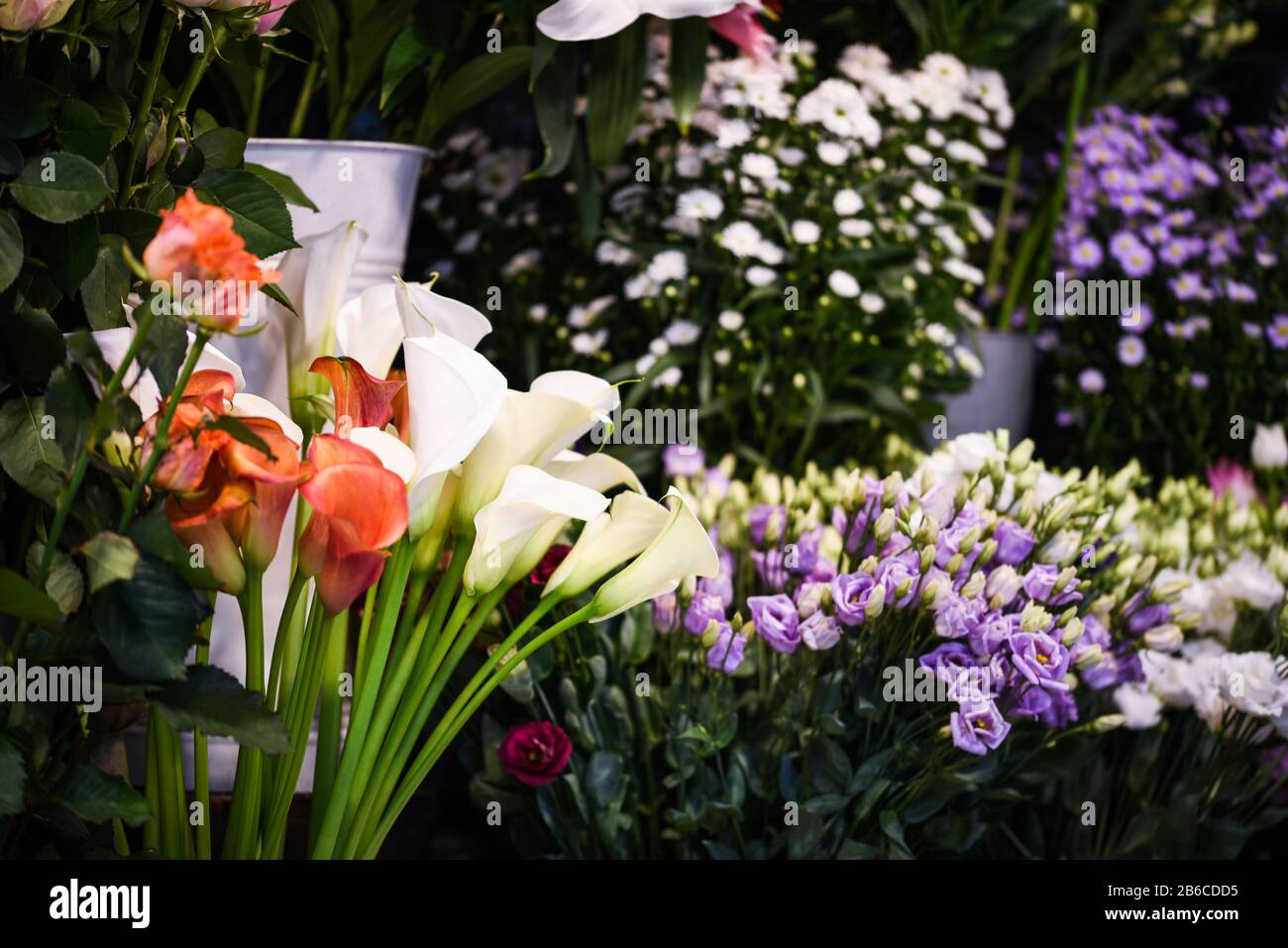 calla Lilie Blume aus nächster Nähe Stockfoto