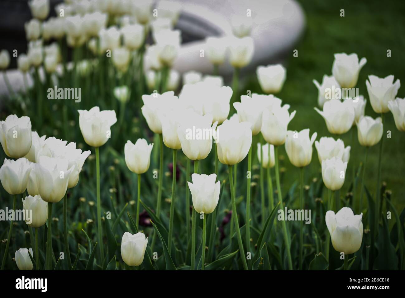Schöne natürliche Tulpen aus nächster Nähe Stockfoto