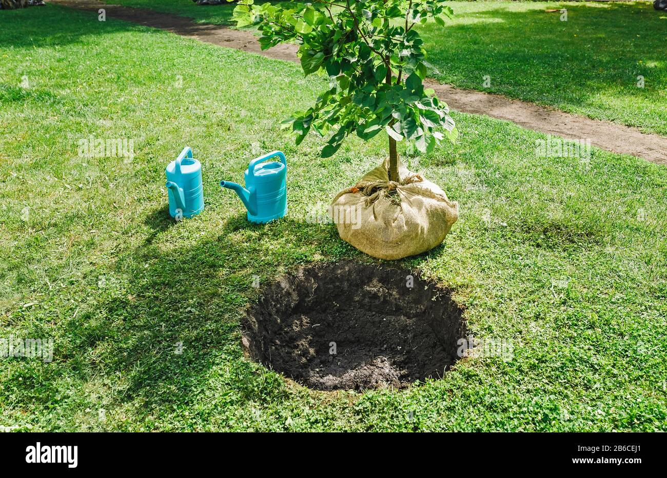 Sappender Baum bereit für die Bepflanzung im Stadtpark, Konzept der Landschaftsgestaltung des Gebietes Stockfoto