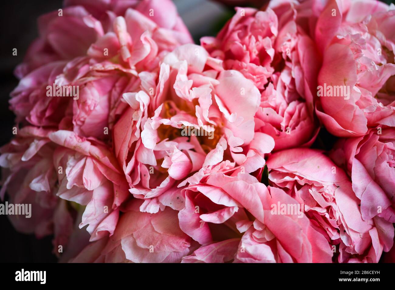 Schöne natürliche rosa Pfingstrosen aus nächster Nähe Stockfoto