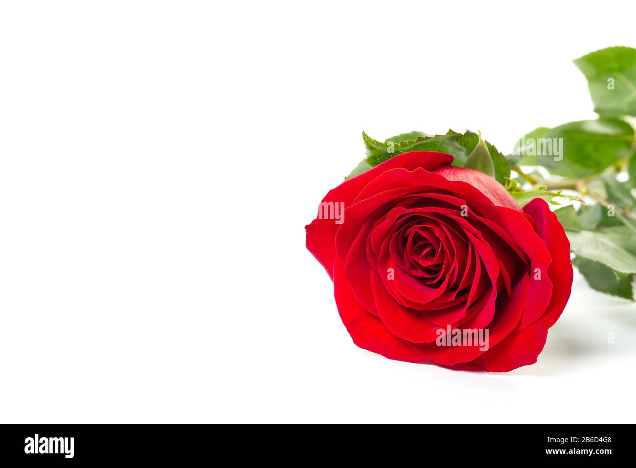 Eine einzelne rote Rose, die auf einem weißen Hintergrund liegt und mit Schatten isoliert ist Stockfoto