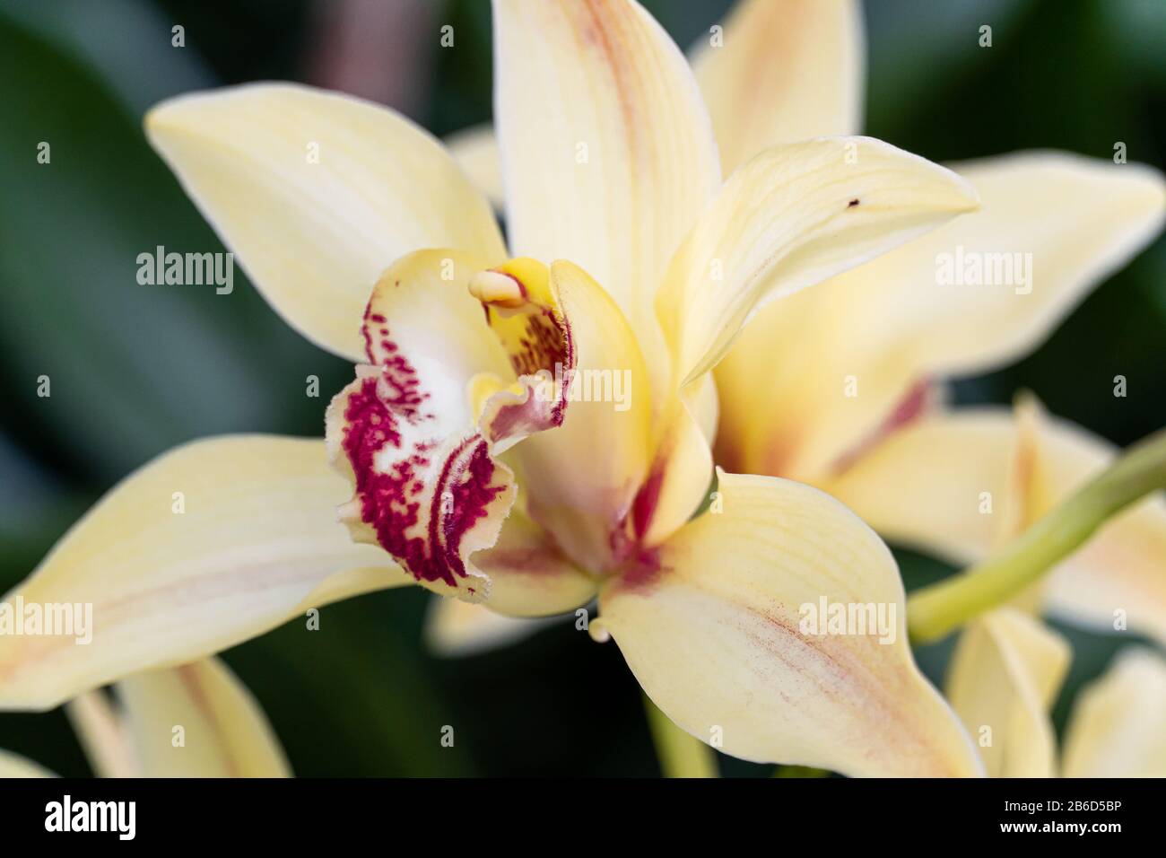Gelbe Cymbidium-Orchideen, die im Allgemeinen als Bootsorchideen bekannt sind Stockfoto